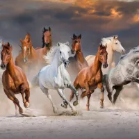 The Horse Race