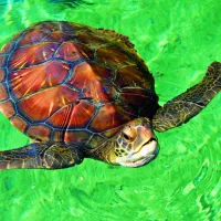 La Réunion - Tortue de Mer