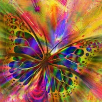 Colorful Butterfly