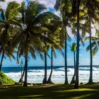 Plage et Palmiers, La Réunion, France