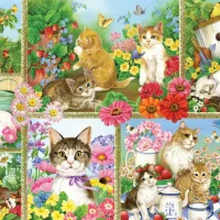 Chats et Chatons