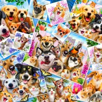 Selfie Pet Collage