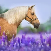 Cheval dans un Champ de Lupin