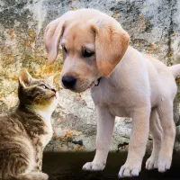 Kitten and Puppy