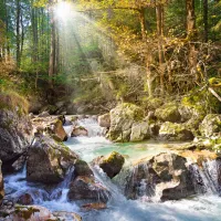 Le Ruisseau de la Forêt
