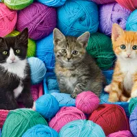Chatons