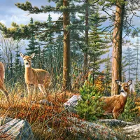 Famille Royale de Cerfs