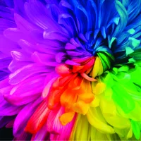 Rainbow Flower