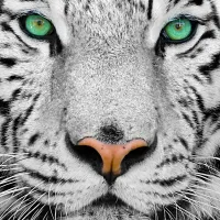 Tigre de Sibérie