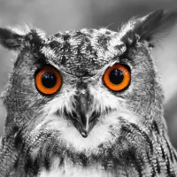 Hibou Curieux