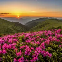 Crépuscule Rose