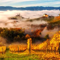 Dans les Vignobles