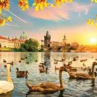Swans near Charles Bridge