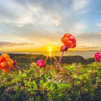 Cloudberries