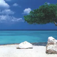 Alexander von Humboldt : Arbre de Divi Divi