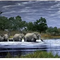 Alex Bernasconi : Troupeau d'éléphants