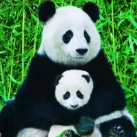La Famille Panda