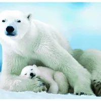 Ours Polaire et son ourson