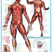 Système musculaire