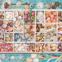 Collection de Coquillages
