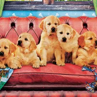 Labradors en Mode Détente