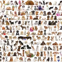 Un Monde de Chien