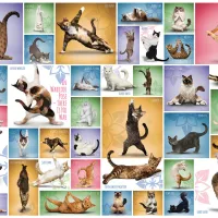 Yoga Cats