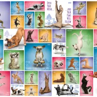 Yoga Dogs