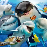 Amis Marins