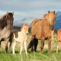 Famille de Chevaux