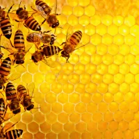 Abeilles