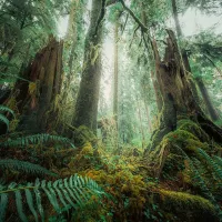 Nature Edition - Dans les Bois