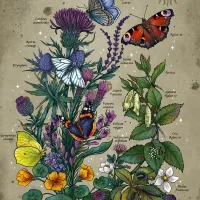 Le Cercle de Vie Du Papillon