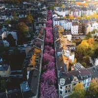 Bonn en Fleurs
