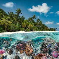 Une Plongée aux Maldives