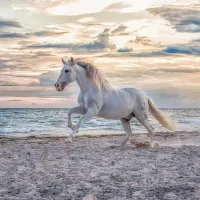 Cheval sur la Plage
