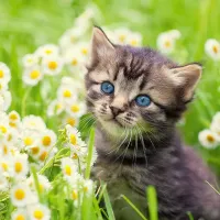 Chaton dans le Pré