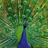 Paon - Puzzle Highlight - Animaux Colorés