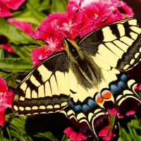 Papillon - Puzzle Highlight - Animaux Colorés