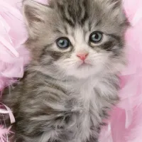 Douceur de chaton