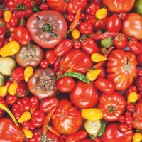 Tomato