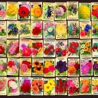 Vintage Collage - Fleurs