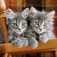 Chatons Gris sur la Chaise