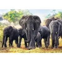 Éléphants africains