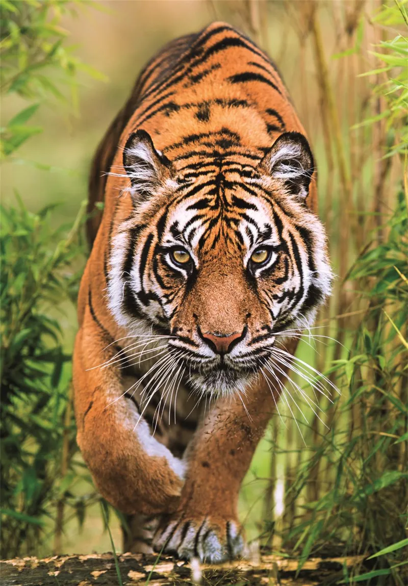 Le Chemin du Chasseur