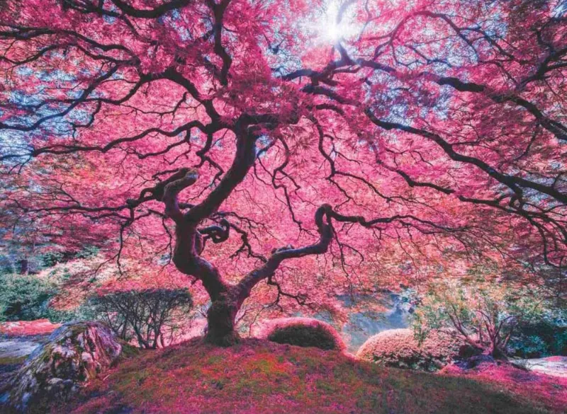 Pink Tree