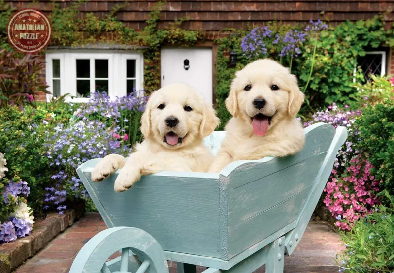 Chiots dans une Brouette