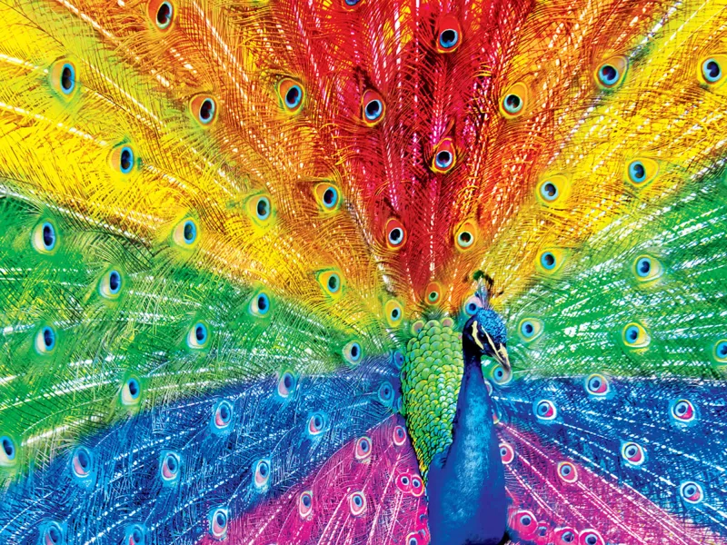 Peacock Delight