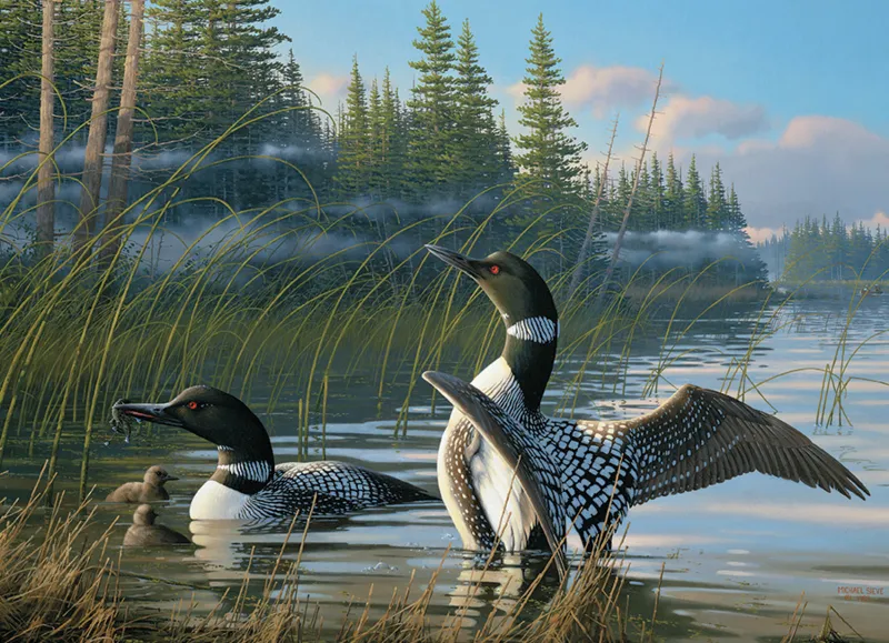Common Loons