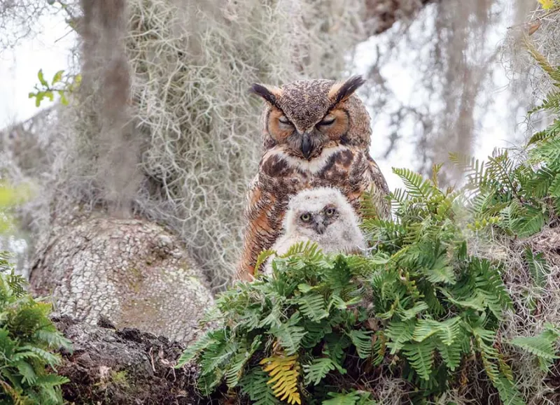 Great Horned Owl